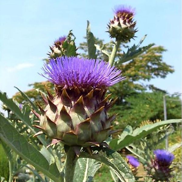 Gemüse Artischocke - Cynara cardunculus günstig online kaufen