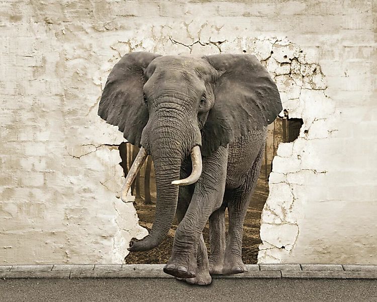 Fototapete "Elephant Break" 4,00x2,67 m / Glattvlies Brillant günstig online kaufen
