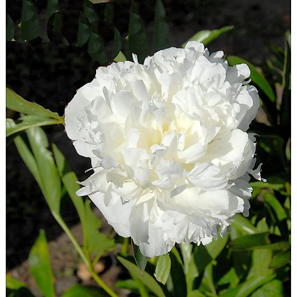 Edelpfingstrose Bowl of Cream - Paeonia lactiflora günstig online kaufen