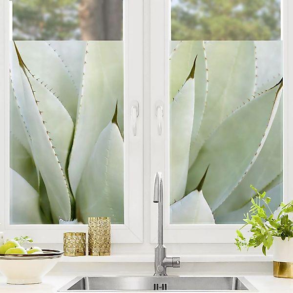 Fensterfolie Aloe günstig online kaufen