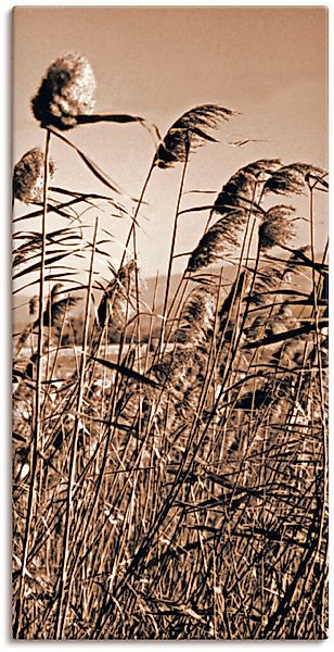 Artland Leinwandbild "Sepia Gräser II" Gräser 1 Stk. tlg. auf Holzrahmen ge günstig online kaufen