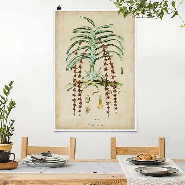 Poster Vintage Lehrtafel Exotische Palmen IV günstig online kaufen