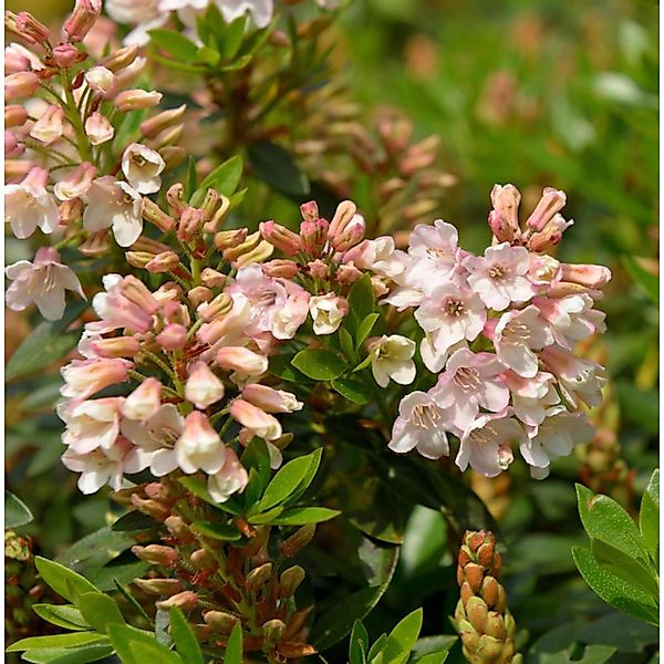 Kleinblütiger Rhododendron Bloombux Magenta 20-25cm - Rhododendron micranth günstig online kaufen