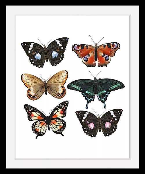 queence Bild »Jana«, Schmetterlinge, (1 St.) günstig online kaufen