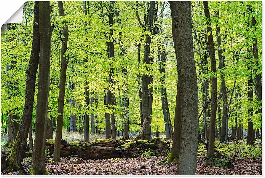 Artland Poster "Laubwald im Frühjahr", Wald, (1 St.), als Alubild, Leinwand günstig online kaufen