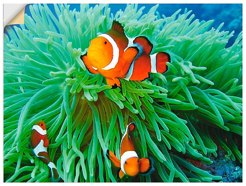 Artland Wandbild »Finde Nemo«, Wassertiere, (1 St.), als Poster, Wandaufkle günstig online kaufen
