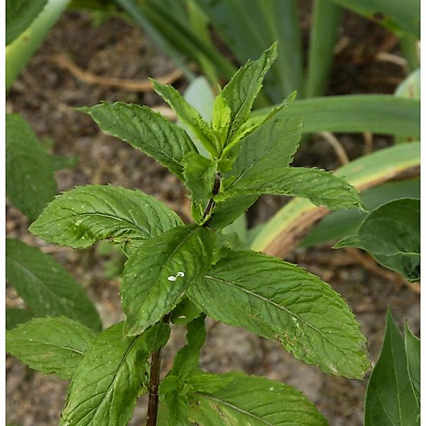 Zitronen-Minze - Mentha piperita günstig online kaufen