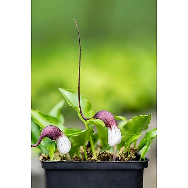 Arisarum Proboscideum Mäuseschwanzpflanze Ca. 9x9 cm Topf günstig online kaufen