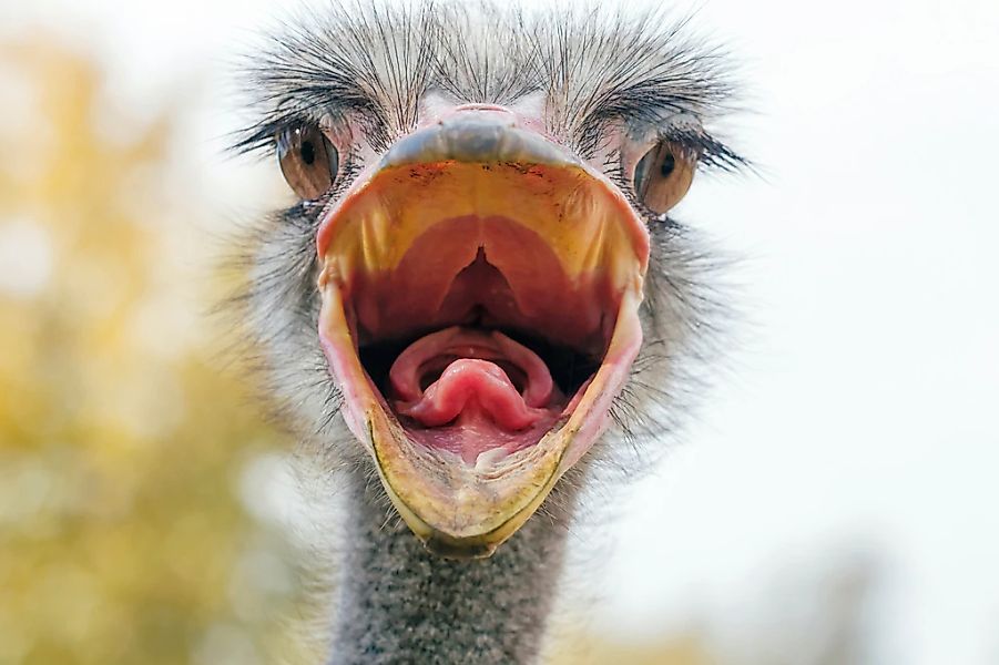 Papermoon Fototapete "VOGEL STRAUß-HUMOR PORTRÄT VOGEL AFRIKA SAVANNE" günstig online kaufen