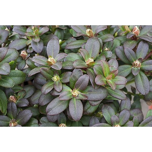 Rhododendron Hanceanum Shamrock Gelb 20–25 cm günstig online kaufen
