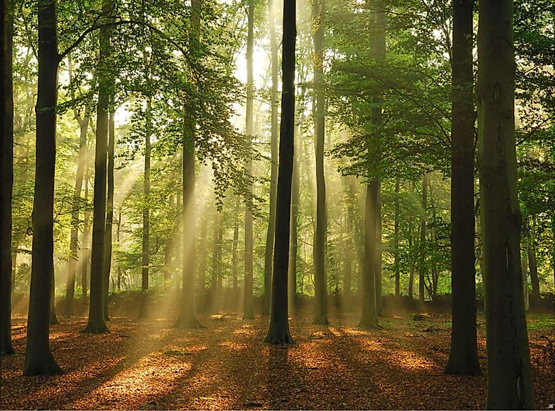 Papermoon Fototapete »Forest in the Morning« günstig online kaufen