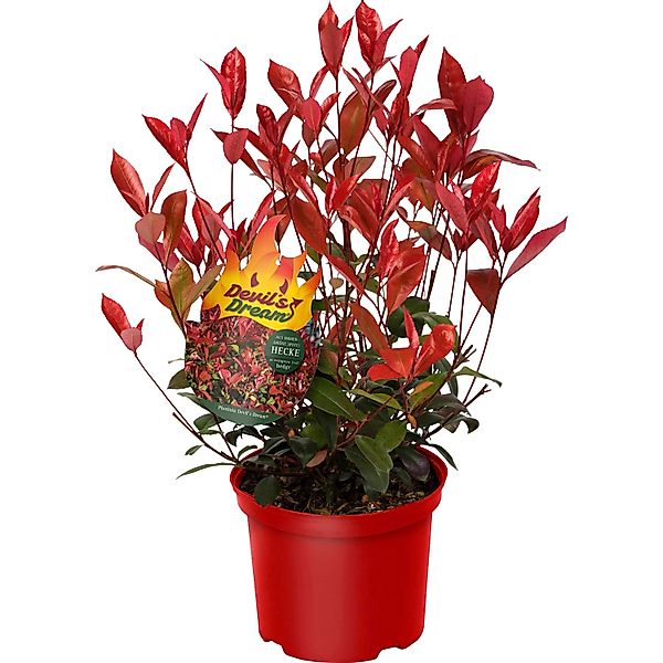 Glanzmispel Devil´s Dream® Höhe ca. 30 - 40 cm Topf ca. 3,4 l Photinia günstig online kaufen