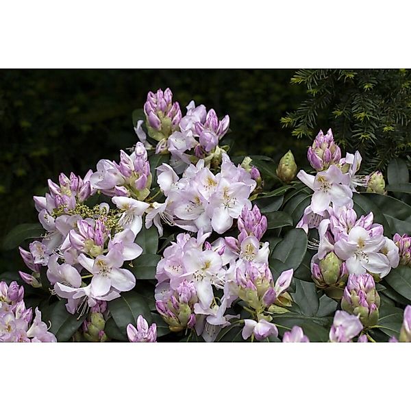 Rhododendron Hybr. Gomer Waterer Inkarho Weiß-Rosa 40–50 cm günstig online kaufen