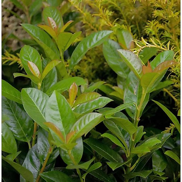 Kirschlorbeer Bonaparte 60-80cm - Prunus,aurocerasus günstig online kaufen
