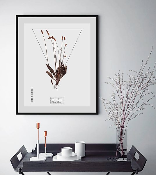 queence Bild "Plantaginaceae", Pflanzen-Pflanzenbilder-Schriftzug, (1 St.), günstig online kaufen