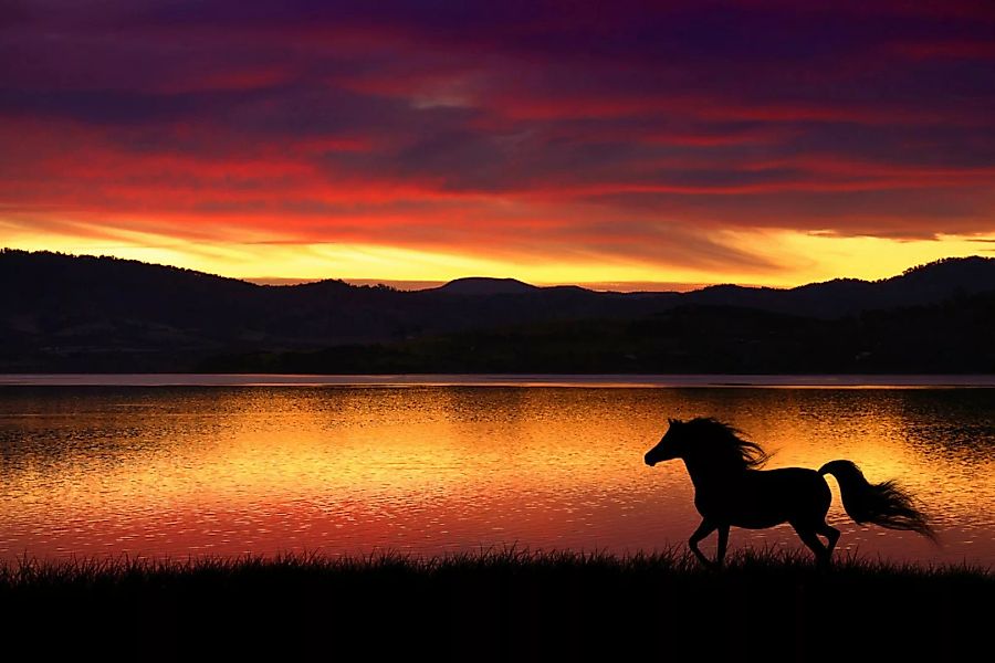 Papermoon Fototapete »Pferd in landschaft« günstig online kaufen