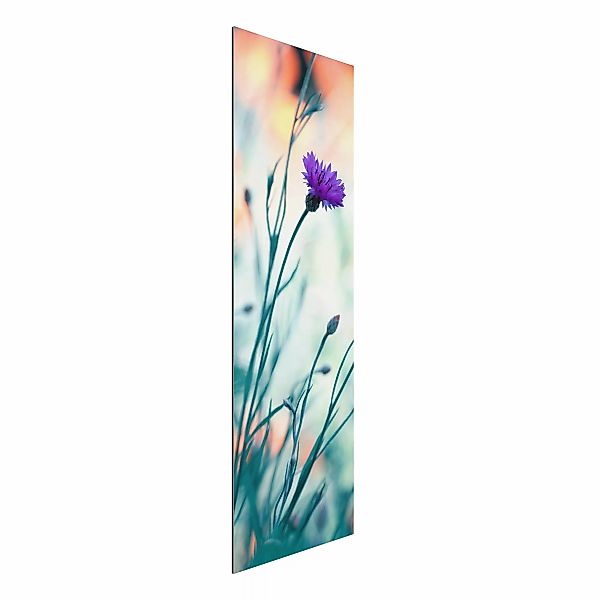 Alu-Dibond Bild - Hochformat Schmal Kornblumen günstig online kaufen