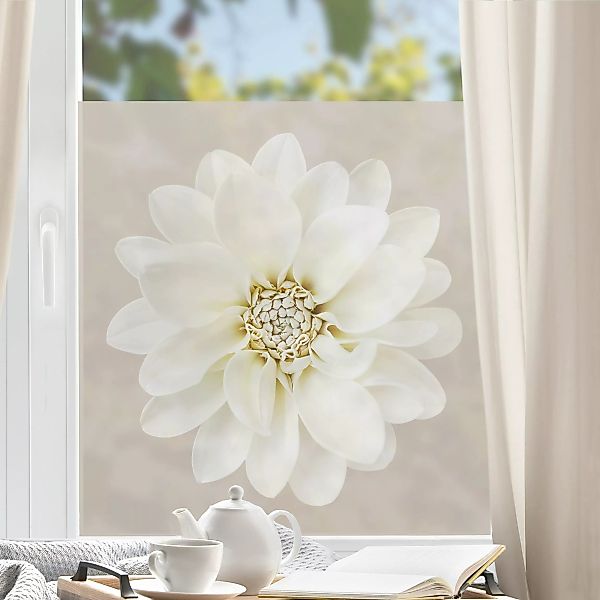 Fensterfolie Dahlie Weiß Taupe Pastell Zentriert günstig online kaufen