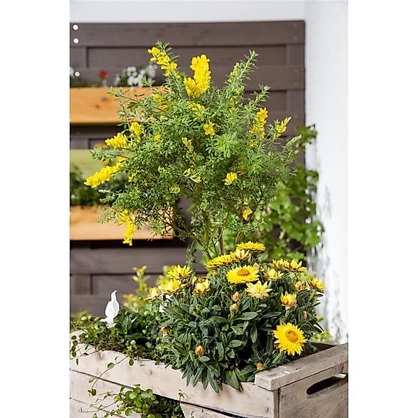 Cytisus Nigricans Cyni Schwarzginster Gelb 30–40 cm günstig online kaufen