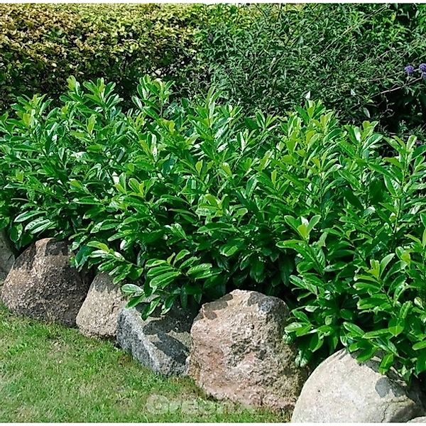 Kaukasische Lorbeerkirsche 100-125cm - Prunus laurocerasus günstig online kaufen