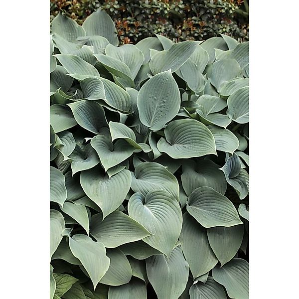 Hosta Sieboldiana Elegans Blaublattfunkie 3-5 Liter Container günstig online kaufen