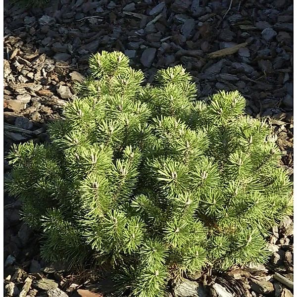 Kugelkiefer Mops 30-40cm - Pinus mugo günstig online kaufen