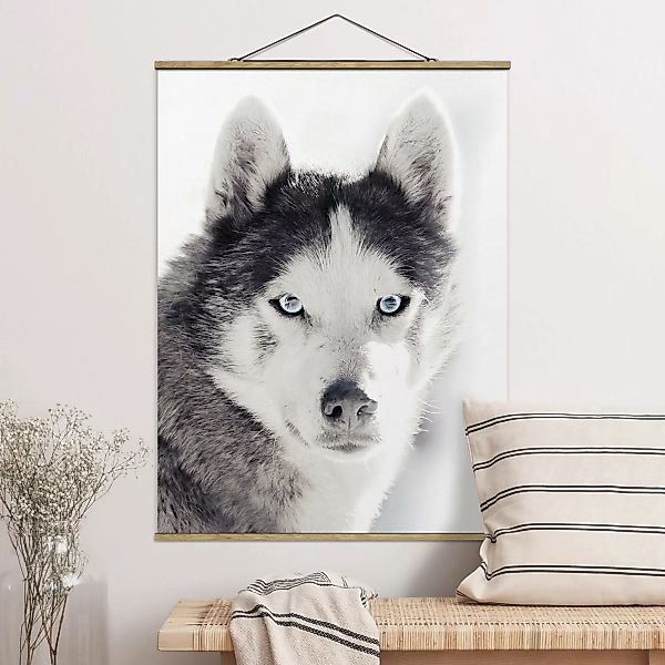 Stoffbild mit Posterleisten Husky Portrait günstig online kaufen