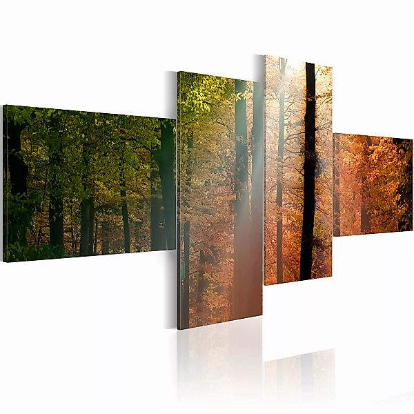 Wandbild - Sonnenstrahlen Zwischen Bäumen günstig online kaufen