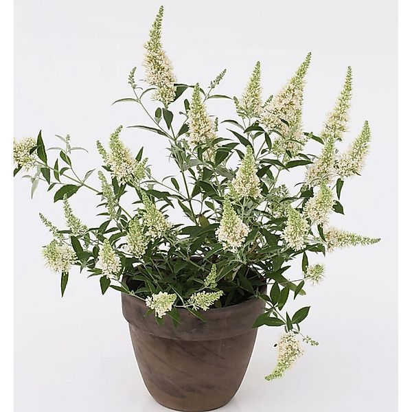 Sommerflieder Nanho White 60-80cm - Buddleja günstig online kaufen