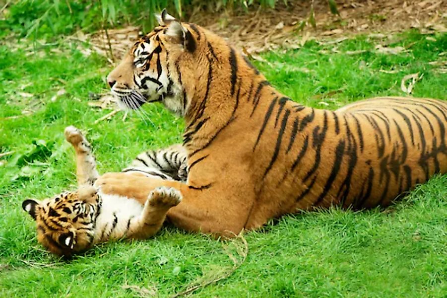 Papermoon Fototapete »Tiger with Baby« günstig online kaufen