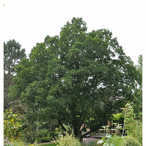 Wintergrüne Eiche 60-80cm - Quercus turneri günstig online kaufen