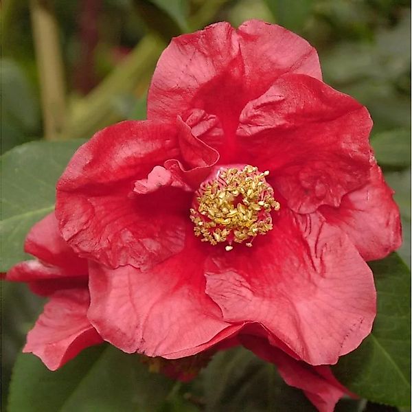 Kamelia 60-80cm - Camelia japonica günstig online kaufen