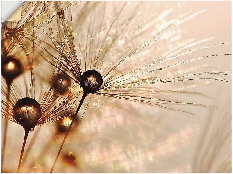 Artland Wandbild Pusteblume Goldener Tropfen, Blumen günstig online kaufen