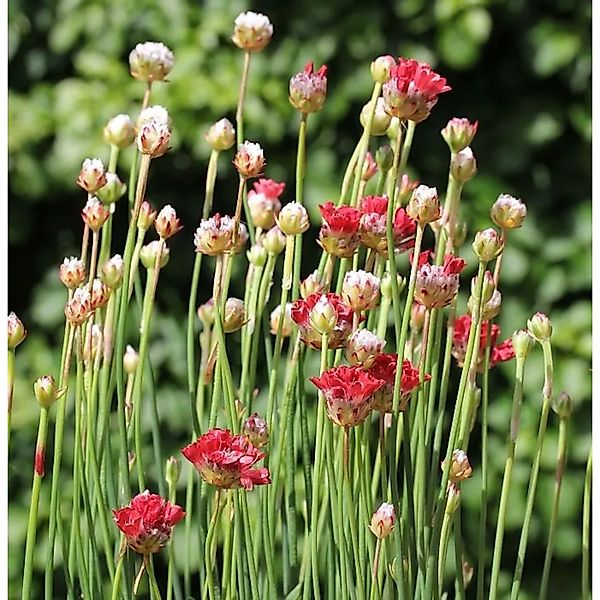 Grasnelke Ballerina Red - Armeria pseudarmeria günstig online kaufen