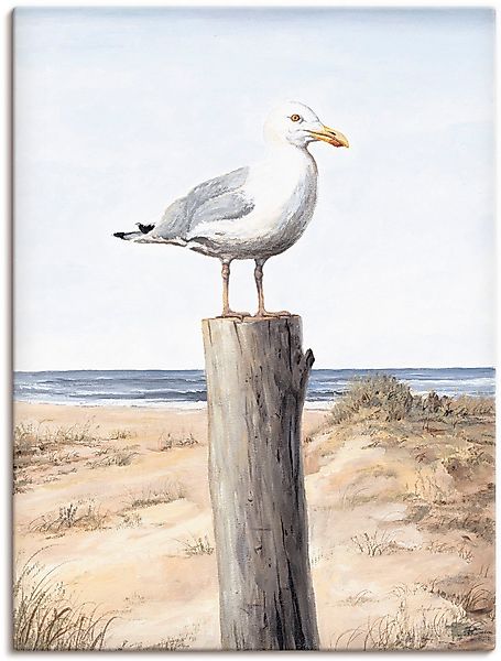 Artland Wandbild Möwe, Vögel (1 St), günstig online kaufen