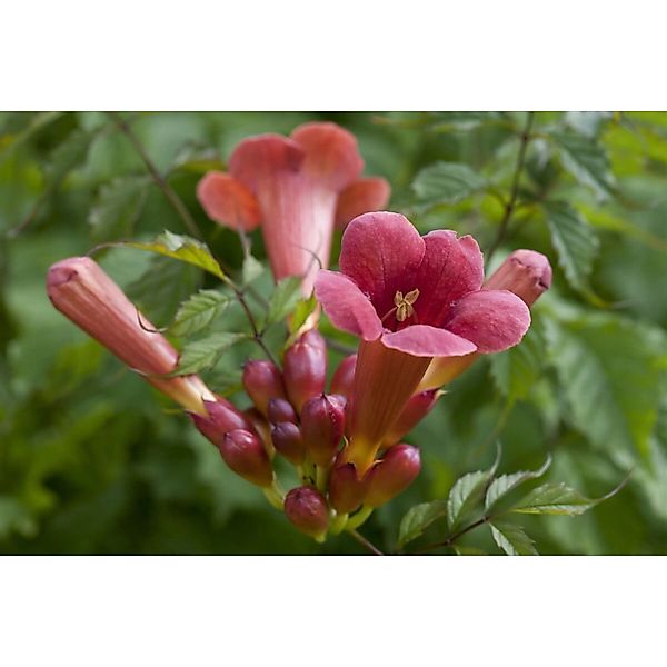 Campsis Radicans Stromboli -R- Trompetenblume Leuchtend Rot 60–100 cm günstig online kaufen