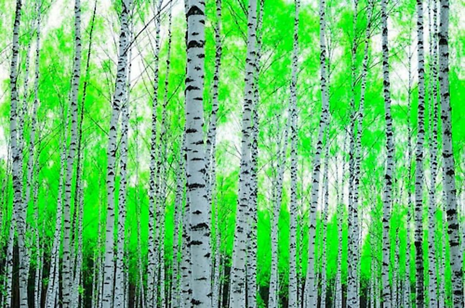 Papermoon Fototapete »Birch Forest« günstig online kaufen