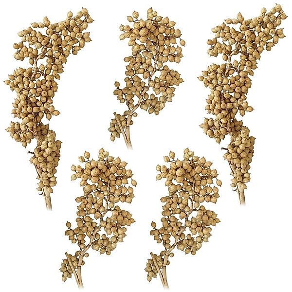 Kunstblume Canella Trockenpflanzen Naturdeko Dekozweige natur günstig online kaufen