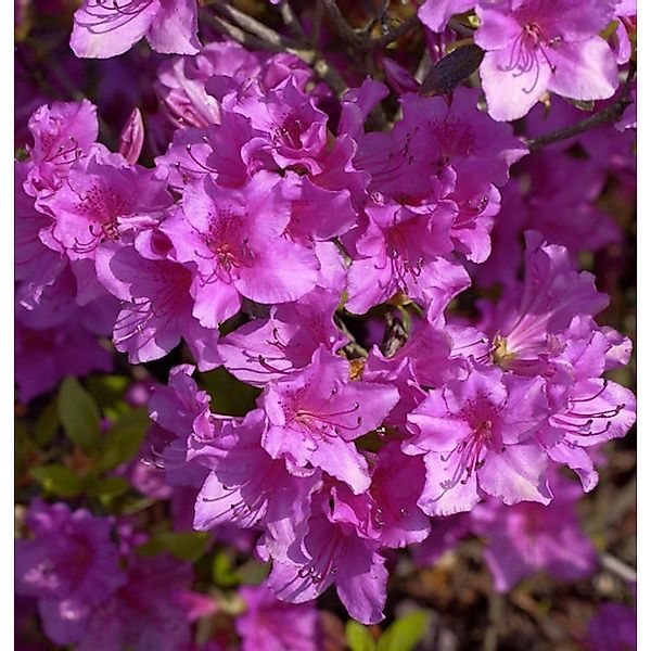 Japanische Azalee Blue Danube 20-25cm - Rhododendron obtusum - Zwerg Alpenr günstig online kaufen