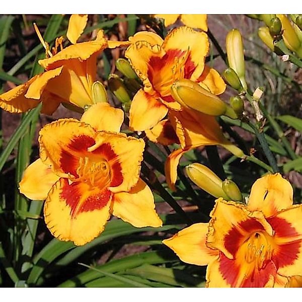 Taglilie Fooled Me - Hemerocallis günstig online kaufen