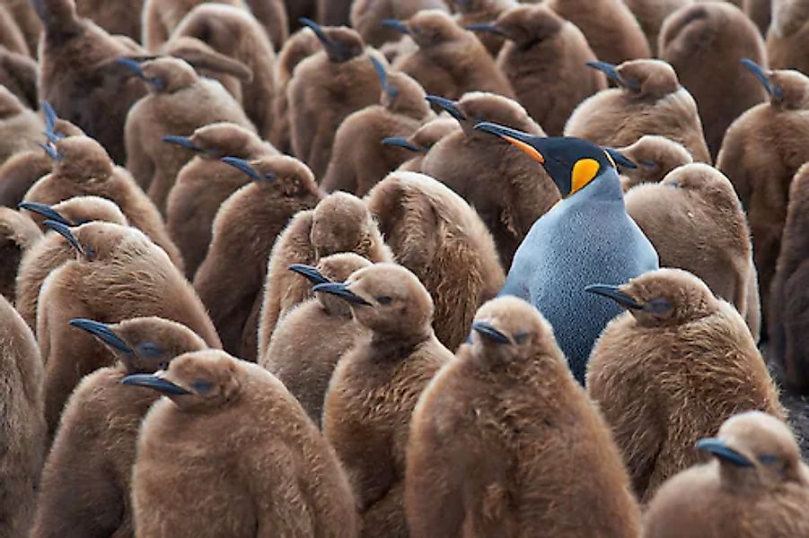 Papermoon Fototapete »KÖNIG PINGUIN UND KÃƒÅ’KEN-FALKLAND INSEL TIERE VÖGEL günstig online kaufen
