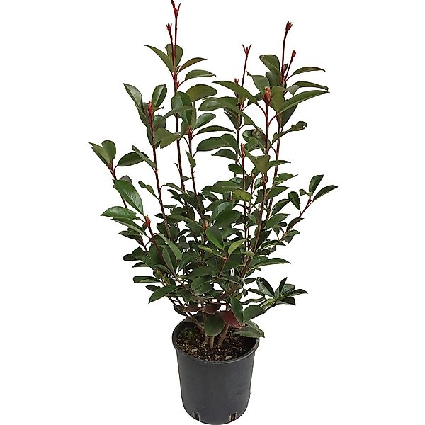 GROW by OBI Glanzmispel Red Robin Höhe ca. 40 - 50 cm Topf ca. 5, Photinia günstig online kaufen
