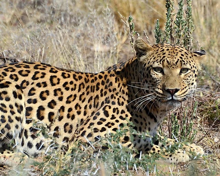 Fototapete "Leopard Busch" 4,00x2,50 m / Strukturvlies Klassik günstig online kaufen