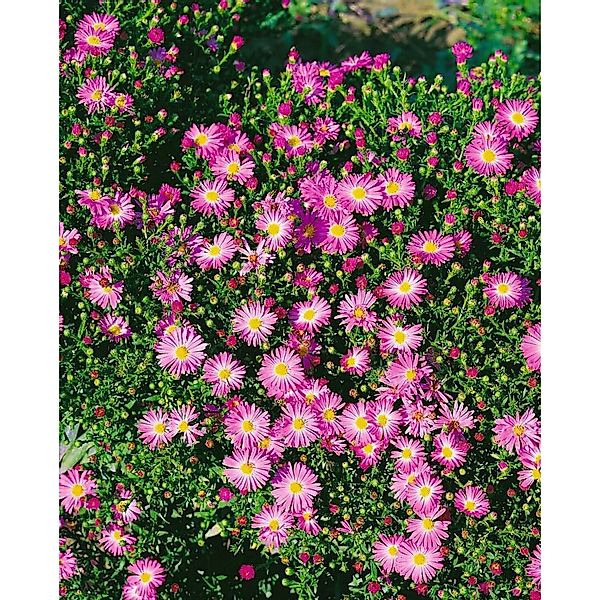 Aster Novi-belgii Rosenhügel Glattblattaster Ca. 11x11 cm Topf günstig online kaufen