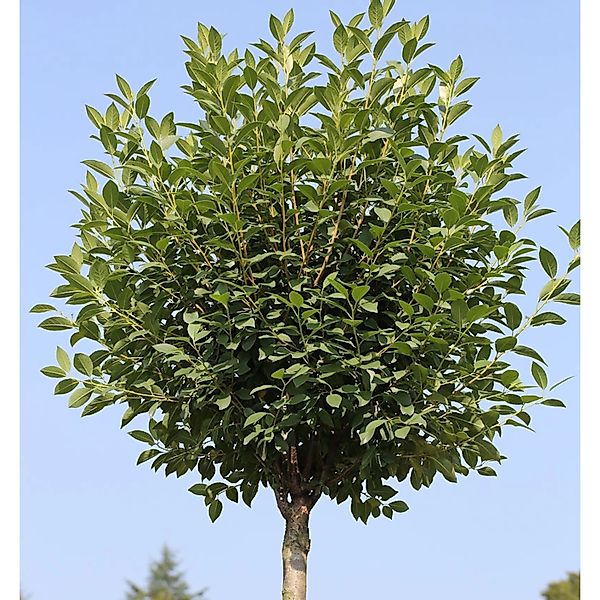 Hochstamm Steppenkirsche Globosa 100-125cm - Prunus fruticosa günstig online kaufen