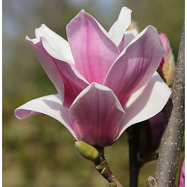 Großblütige Säulen Magnolie Satisfaction 125-150cm - Magnolia günstig online kaufen