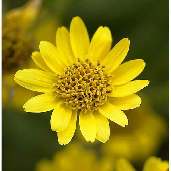 Amerikanische Arnika - Arnica chamissonis günstig online kaufen