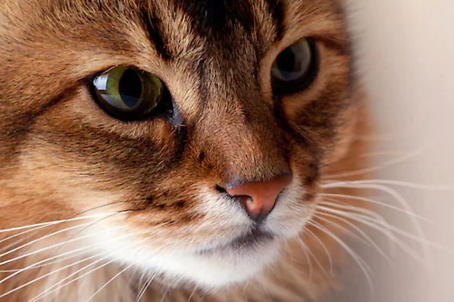 Papermoon Fototapete »Katze« günstig online kaufen