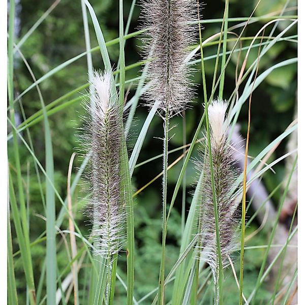 Lampenputzergras Herbstfreude - großer Topf - Pennisetum alopecuroides günstig online kaufen