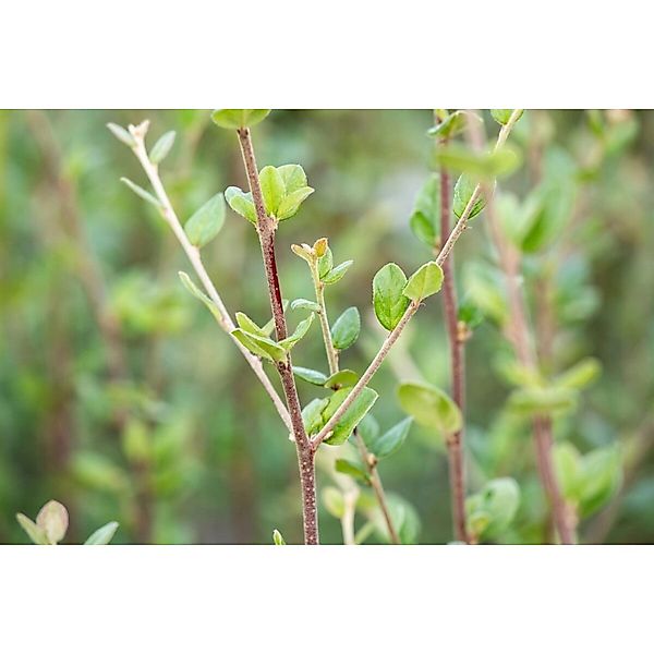 Cotoneaster Dielsianus Zierquitte 60–100 cm günstig online kaufen